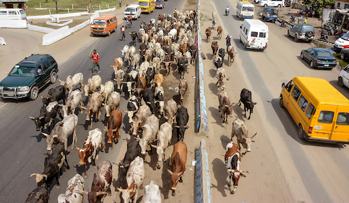 An elevated, high-angle shot of a large herd of cattle being guided by herders down the middle of a busy, multi-lane road, walking alongside cars, vans, and buses [gen AI description].